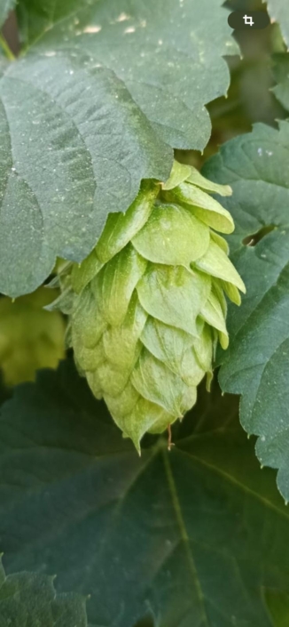 birra Lara (2)